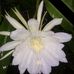 Vincent Puthanpurakkal - Facebook