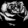 Vincent Queen - @ayushi_titli_16 - TikTok