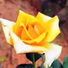 Vincent Raj - @vincentraj444 - TikTok
