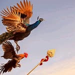 Vincent Raja - @vincentraja0805 - Instagram