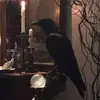 Vincent Raven - @vincent.raven6 - TikTok
