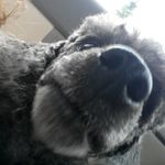 Vincent Rosenberg - @vincentthedoge - Instagram