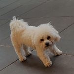 Vincent Schell - @_bichon_frise_vl - Instagram