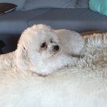 Vincent Schell - @lizzythedogvl - Instagram