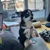 Vincent Schell - @vincentschell123 - TikTok