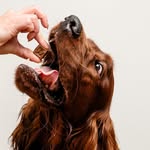Vincent Super Star 💕 - @vincentirishsetter - Instagram