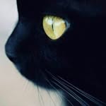 Vincent Sinclair - @hisashi.wp - Instagram