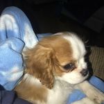 spinelli vincent - @spinellivincent - Instagram
