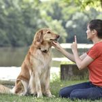 vincent stokes - @dogtrainingforbeginners - Instagram