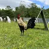 Vincent Suarez Marce Mayuno - @vincent.suarez.ma - TikTok