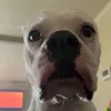 Vincent Terwilliger - @vincent_terw0520 - TikTok