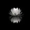 Vincent Tham - @vincent.tham8 - TikTok