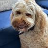 Vincent - @vincentthelabradoodle - TikTok