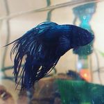 vincent travers - @vincent.travers74 - Instagram