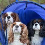 Vincent, Vera & Ella - @happy.cavaliers - Instagram