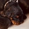 Vincent_the_Rottweiler 🐾 - @vincent_the_rottweiler - TikTok