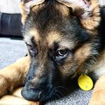 Vincent West - @vinniethegermanshepherd - Instagram