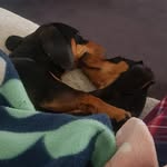 Vincent Bently  Stella Whitney - @vincent_and_stella - Instagram