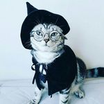 @vincent_wild - Instagram