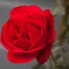 Vincent Willard297 - @vincentwillard297 - TikTok