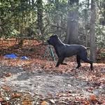 Vincent Winter - @vfw_canecorso - Instagram