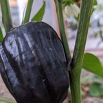 Vincent Wolfe - @wolfegardening - Instagram
