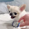 The puppy has no trouble - @vinh.chinh.cao - TikTok