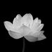 Vinh Cao - Facebook
