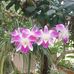 Vinh Quach - Facebook