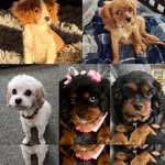 Maggie, Murphy, Louie, Vinnie & Kev Kev Sullivan - @maggiemurphylouievinniekev_kev - Instagram