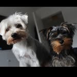 Murphy and Vinnie - @murphy__vinnie - Instagram