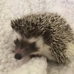 @murphy_vinnie_pace - Instagram