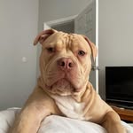 Vinnie Rogers - @vinnie.thebully - Instagram