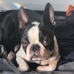 Vinnie Smith - @vinnietheboston1 - Instagram
