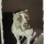 Vinny Testa - @testavinny - Instagram