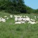Vinson Royal White Hairsheep - Facebook