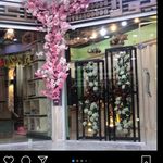 علي شدهان - @viola.ali - Instagram