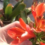 @viola_aragone - Instagram