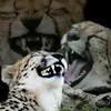 violaarcher - @olivimp38 - TikTok