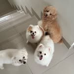 Viola | Chanel | Ashley | Ebby - @viola.chanel.ashley.ebby - Instagram