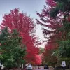 Faviola Avila - @faviola.avila4 - TikTok