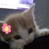 VioLa_vila - @viola_vila0 - TikTok