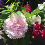 Viola Brock - Facebook