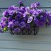 Vi Collington - Facebook
