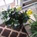 Viola Dale - Facebook