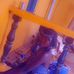 Viola David - Facebook