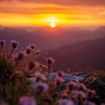 Viola Hauser - Facebook