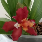 Hirsch Viola - @viola.hirsch - Instagram