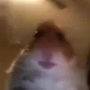 Meme - @violationhood - TikTok