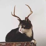 Viola - @viola_ivy - Instagram